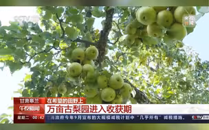 甘肃皋兰：万亩古梨园进入收获期