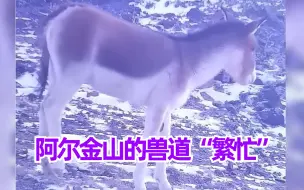 阿尔金山的兽道“繁忙”，红外相机监测到十多种珍稀动物