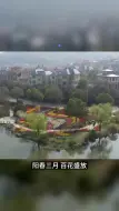40万株！郁金香七彩花海来了