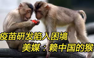 美国疫苗研发陷入困境，美媒指责中国“闭关锁猴”