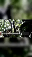 比野生熊猫还稀少！云南西黑冠长臂猿鸣叫现场