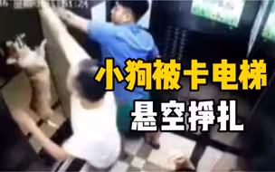小狗颈绳被卡电梯，差点被勒死，最后被电梯乘客合力救下