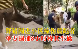 重庆一野猪闯进小区撞伤晨跑者：多方围捕8小时，狗子咬住不松口