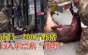 南昌一200斤野猪闯入路边彩票店，警方：全程无人员受伤